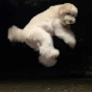 Meet your Posher, Sarang